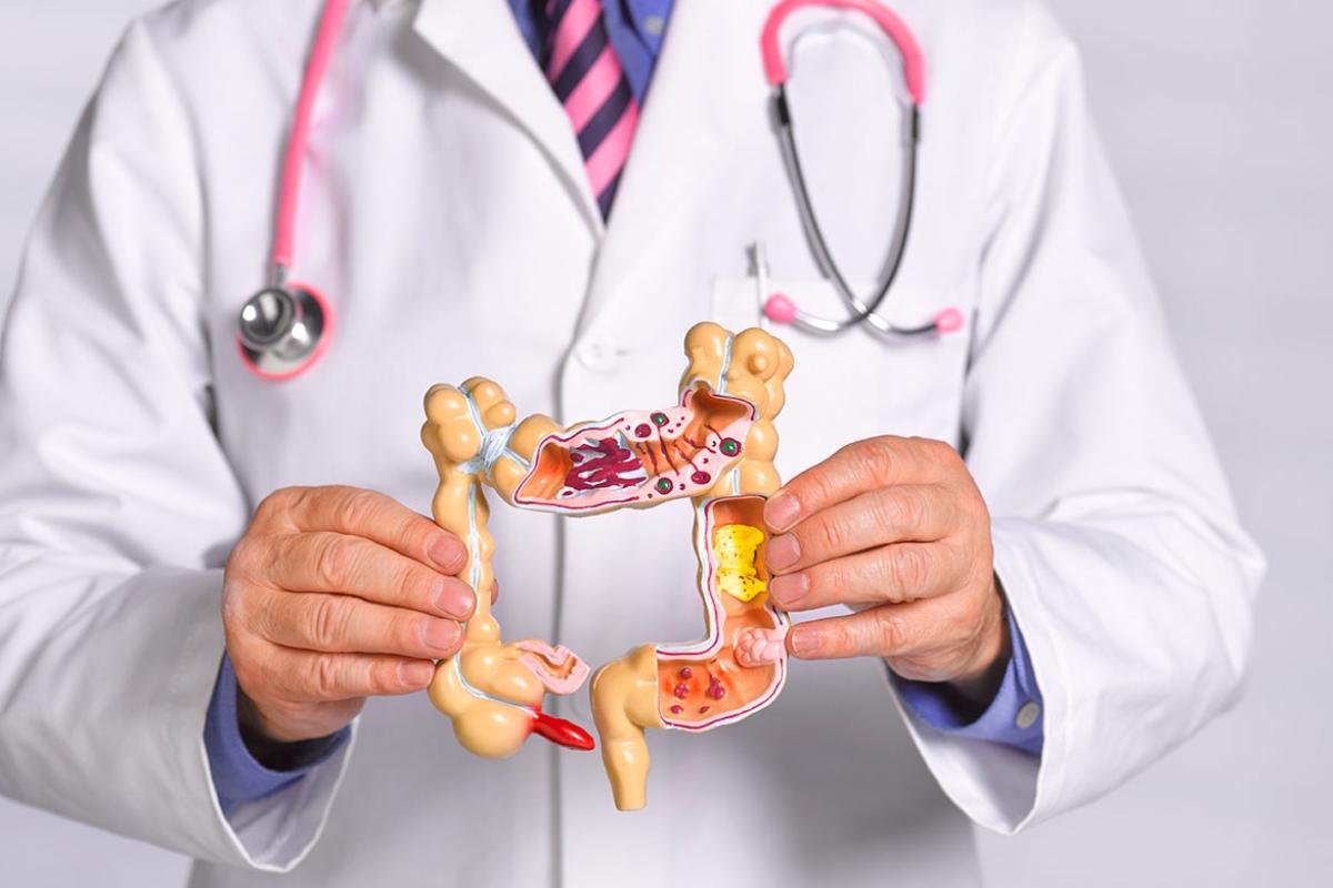 Physician holding common pathologies anatomical model 