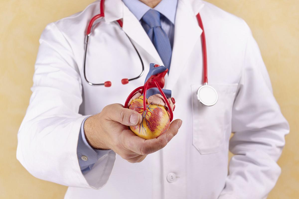 Physician holds heart model